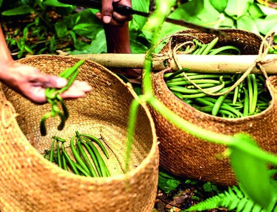 Récolte des gousses de vanille vertes en panier